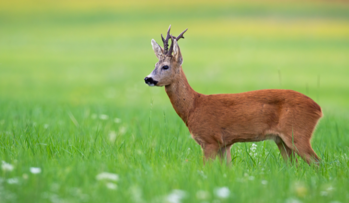 Ikona pre článok Oznam pre verejnosť
